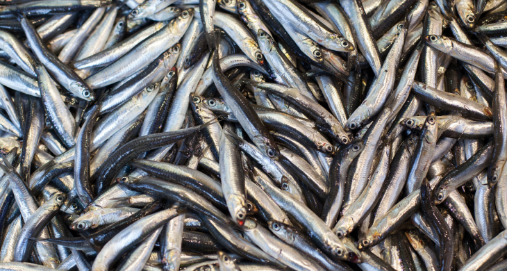 Balıkçıların yüzü hamsiyle güldü