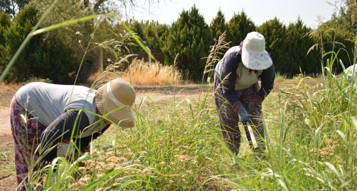 Çiftçilere 476 milyon liralık destekleme ödemesi bugün yapılacak