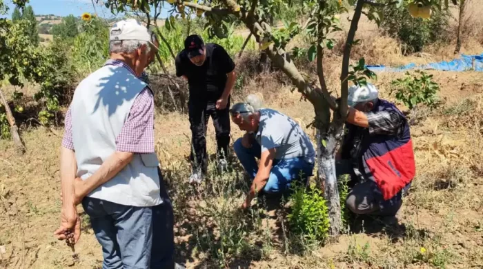 Balıkesir’de tarla faresine karşı uyarı