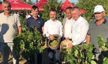 Başkan Büyükakın, İzmit’te üzüm hasadına katıldı