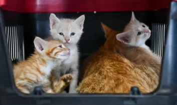 Başkent’te hayvan dostu belediyecilik