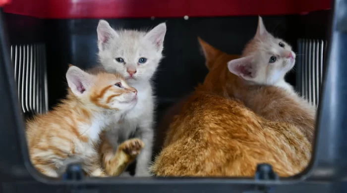 Başkent’te hayvan dostu belediyecilik