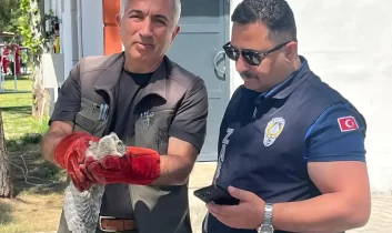 Battalgazi’de yavru baykuş koruma altına alındı