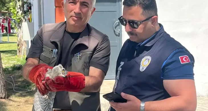 Battalgazi’de yavru baykuş koruma altına alındı