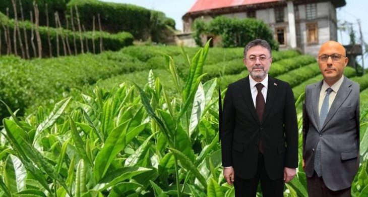 Bakan Yumaklı, BHA’ya konuştu;  Çay hasadı….