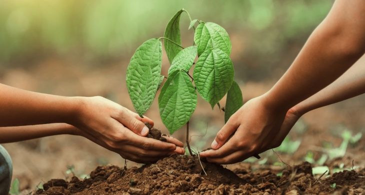 Yumaklı: 2025’te yarım milyardan fazla fidan ve tohum toprakla buluşturuldu