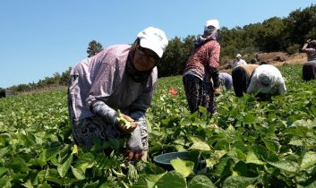 Balıkesir Büyükşehir’in dağıttığı tohumlar toprakla buluştu, verim çiftçinin yüzünü güldürdü