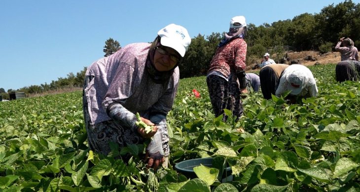 Balıkesir Büyükşehir’in dağıttığı tohumlar toprakla buluştu, verim çiftçinin yüzünü güldürdü