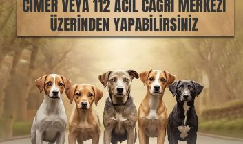 Kars Valiliği’nden sahipsiz hayvanlar için önemli duyuru