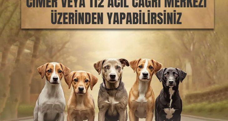 Kars Valiliği’nden sahipsiz hayvanlar için önemli duyuru