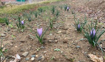 Kralların Baharatı Kırıkkale’de toprakla buluştu