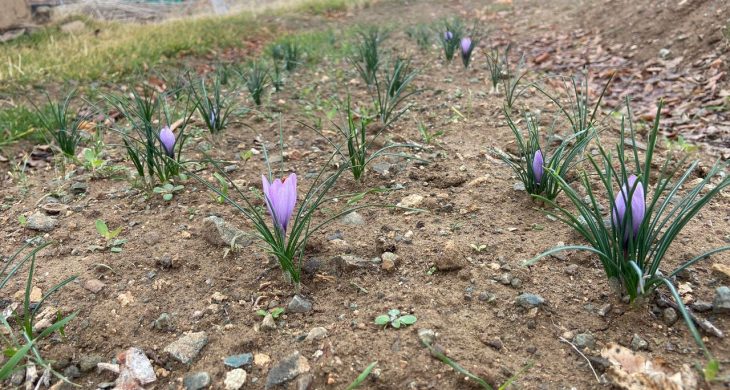 Kralların Baharatı Kırıkkale’de toprakla buluştu