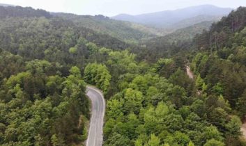 Orman Genel Müdürü Karacabey: Yanan ormanlık alanlar, bölgenin ekolojisine uygun fidanlarla yeniden yeşeriyor