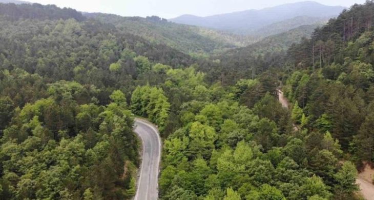 Orman Genel Müdürü Karacabey: Yanan ormanlık alanlar, bölgenin ekolojisine uygun fidanlarla yeniden yeşeriyor