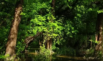 Çanakkale’de ormanlara yaz girişi kısıtlaması