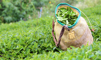 ÇAYKUR’dan rekor alım: İkinci sürgünde 91 bin ton yaş çay