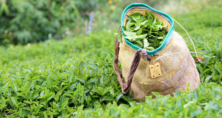 ÇAYKUR’dan üreticiye “düşük fiyat” uyarısı