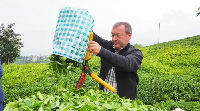Çaykur Genel Müdürü Yusuf Ziya Alim, Çaykur işçilerinin kadro beklentisi için konuştu