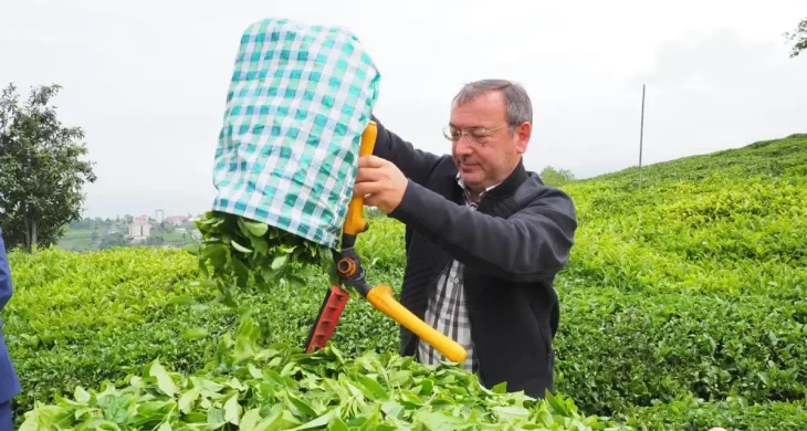 Çaykur Genel Müdürü Yusuf Ziya Alim, Çaykur işçilerinin kadro beklentisi için konuştu
