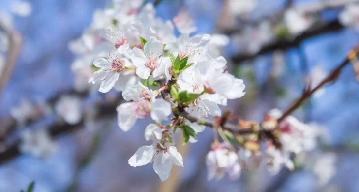 Cemrenin ikincisi suya düştü