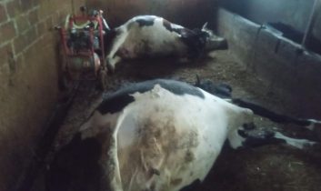 Çine’de yıldırım felaketi; İki büyükbaş hayvan telef oldu