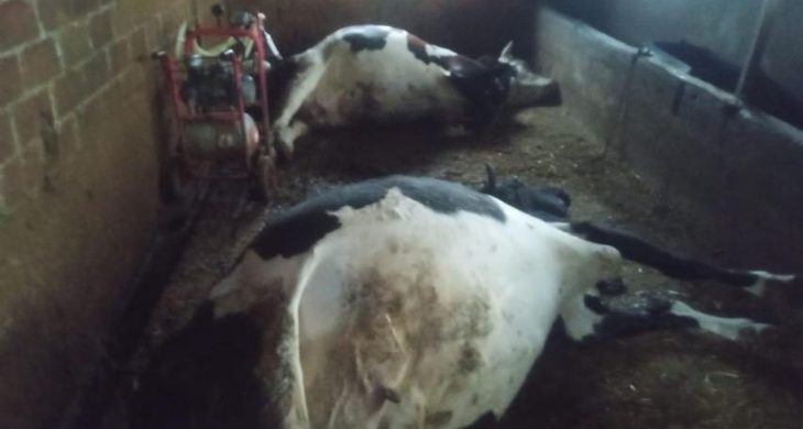 Çine’de yıldırım felaketi; İki büyükbaş hayvan telef oldu