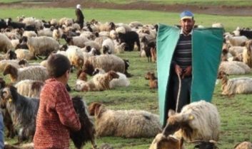 Çobanlara eğitim kursu