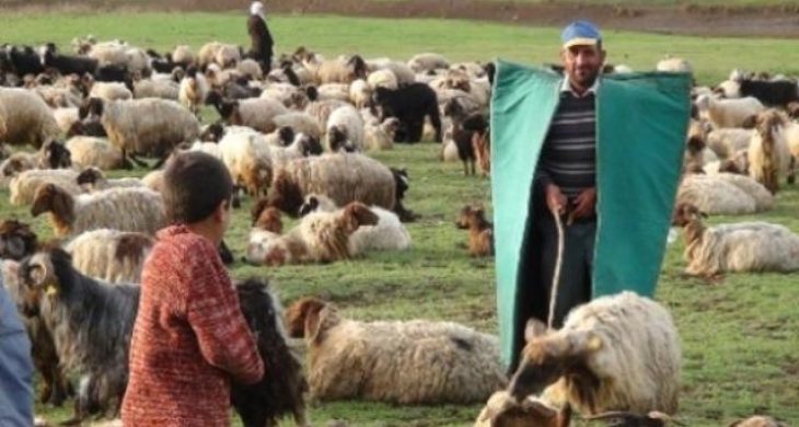 Aksaray’da Çobanlar Yarışacak