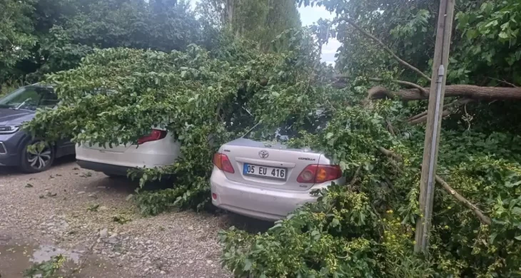 Çorum’da şiddetli yağış sonrası ağaç devrildi araçlar hasar gördü