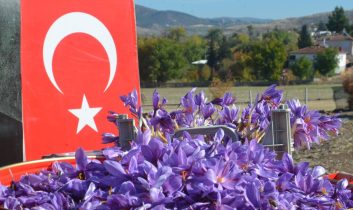 Dünyanın en pahalı bitkisi safran, Amasya’da hasat edildi