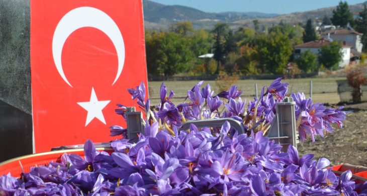 Dünyanın en pahalı bitkisi safran, Amasya’da hasat edildi