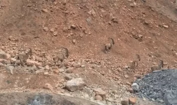 Dağların sessiz misafirleri: Yaban keçileri kameralara yansıdı
