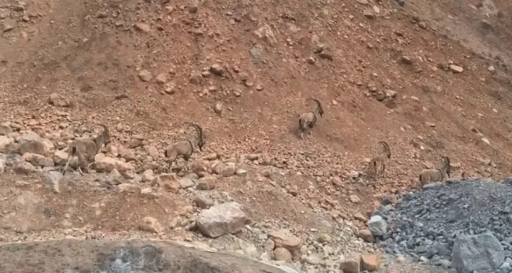 Dağların sessiz misafirleri: Yaban keçileri kameralara yansıdı