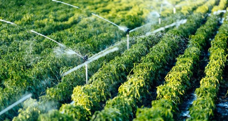 DAP Bölge Kalkınma İdaresi 12 yılda 2 bin 86 projeye destek verdi