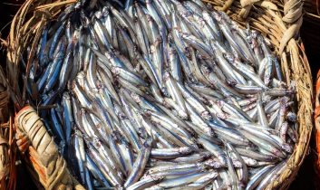 Doğu Karadeniz’den 10 ayda 29 ülkeye su ürünü ihracatı