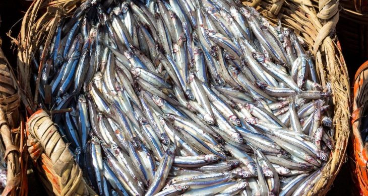 Doğu Karadeniz’den 10 ayda 29 ülkeye su ürünü ihracatı