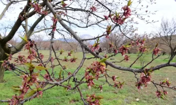 Dolu yağışı Malatya’yı vurdu, 7 ilçede 20 bin dekar alan etkilendi