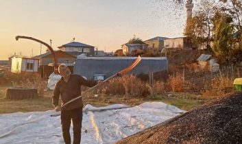 Kars’ta ayçiçeği hasadı başladı