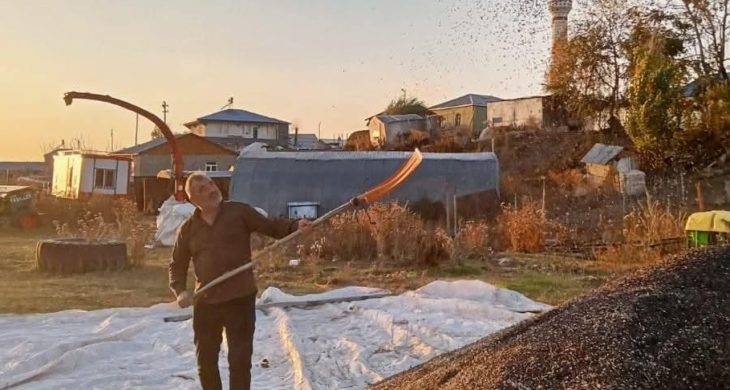 Kars’ta ayçiçeği hasadı başladı