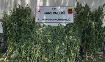 Kars’ta 42 binden fazla kenevir bitkisi imha edildi