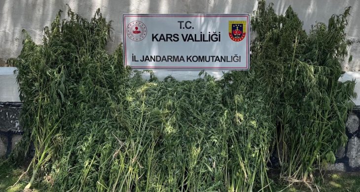 Kars’ta 42 binden fazla kenevir bitkisi imha edildi