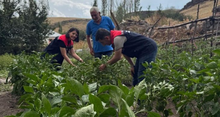 Kars’ta sebze fidesi dağıtımı projesi meyvelerini veriyor: Hasat tamamlandı