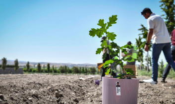 Miniklerin yetiştirdiği meşe palamutları Ata Çiftliği’nde doğayla buluştu