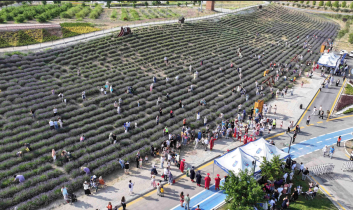 Ata Çiftliği’nde lavanta hasat şenliği