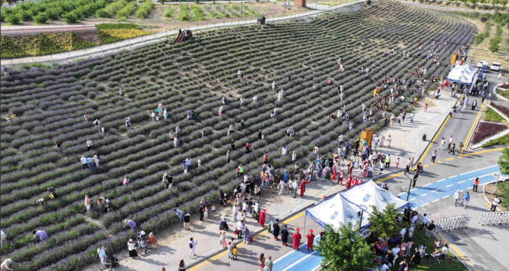 Ata Çiftliği’nde lavanta hasat şenliği