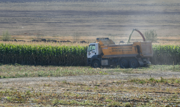 Bakap’ta silajlık mısır hasadı başladı