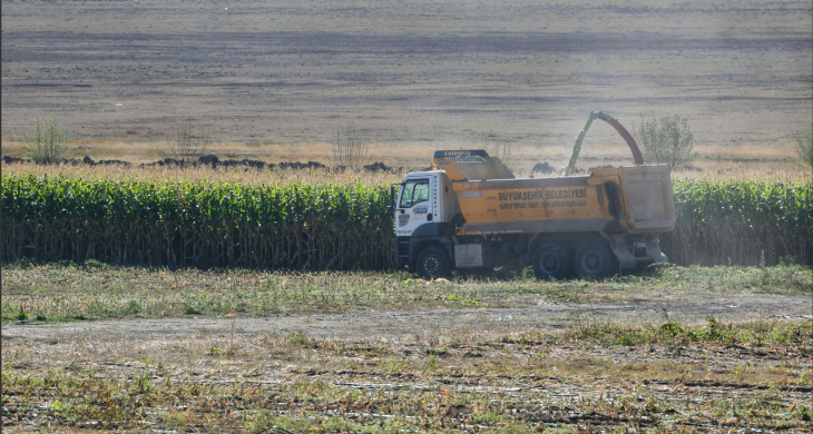 Bakap’ta silajlık mısır hasadı başladı