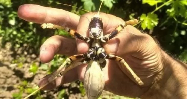 Elazığ’da dev etçil çekirge vatandaşın ilgisini çekti