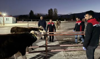 Erzincan Canlı Hayvan pazarı açıldı