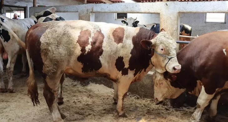 Et ve Süt Kurumu satılamayan kurbanlıkları alacak